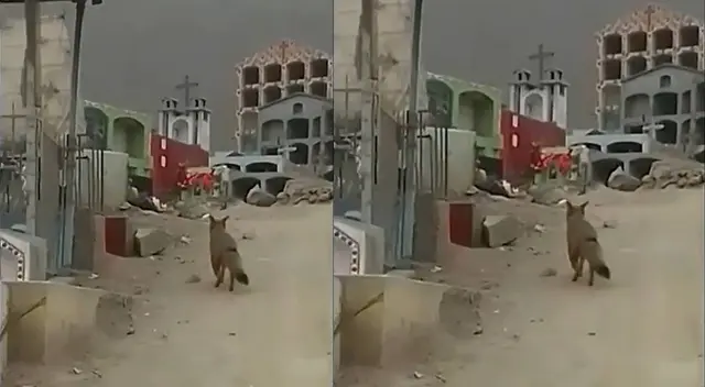 Nuevo zorro andino se pasea por cementerio en Comas y vecinos alertan a Serfor - VIDEO Nuevo zorro andino se pasea por cementerio en Comas y vecinos alertan a Serfor - VIDEO