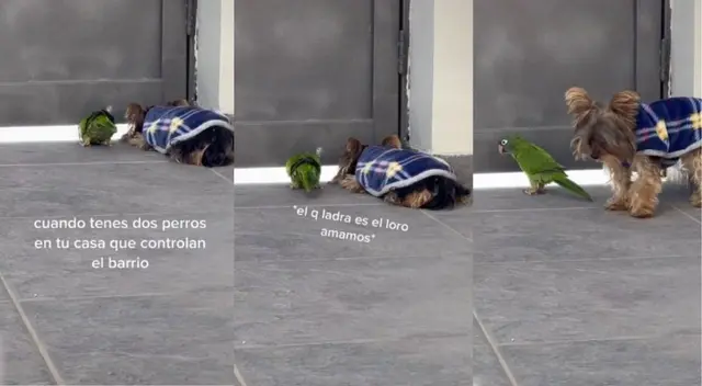 Lorito 'imita' a su amigo perruno para ahuyentar a las personas de su casa - VIDEO Lorito 'imita' a su amigo perruno para ahuyentar a las personas de su casa - VIDEO
