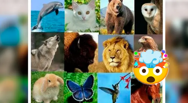 ¿Quieres conocer tu lado animal? Resuelve este test visual. ¿Quieres conocer tu lado animal? Resuelve este test visual.