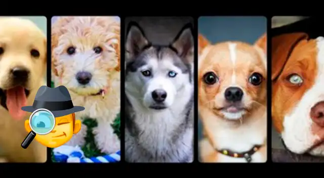Los amantes de los perros se han mostrado sorprendidos con este test de personalidad. Los amantes de los perros se han mostrado sorprendidos con este test de personalidad.