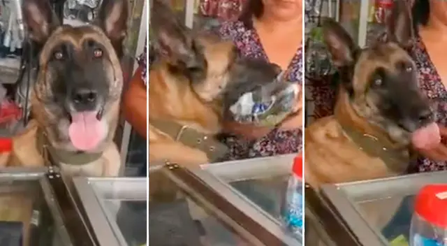 Perrita impresiona al atender en ferretería y despachar a clientes satisfechos - VIDEO Perrita impresiona al atender en ferretería y despachar a clientes satisfechos - VIDEO