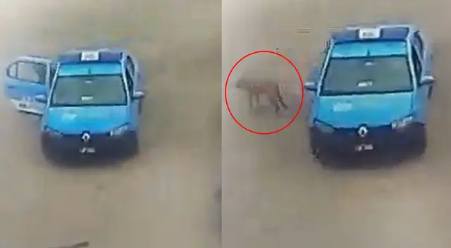Magdalena: serenasgos recogen perros abandonados pero los abandonan en Costa Verde Magdalena: serenasgos recogen perros abandonados pero los abandonan en Costa Verde