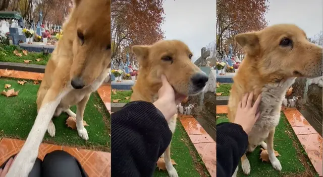 Perrito 'consuela' a joven que fue a visitar la tumba de un ser querido en el cementerio Perrito 'consuela' a joven que fue a visitar la tumba de un ser querido en el cementerio