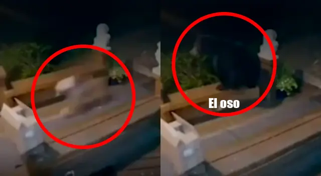 Perrito se refugia con su dueña para salvarse del ataque de un oso