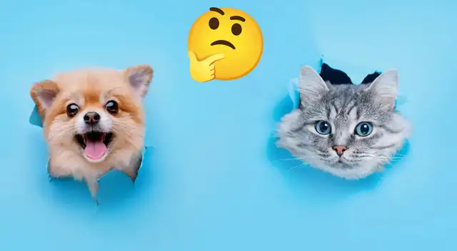 Test de personalidad: ¿gatos o perros? elige uno y descubre nuevos rasgos en tu vida