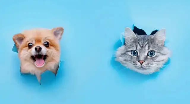 test de personalidad, imagen completa.