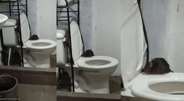 Joven intentó atrapar una rata que estaba en su baño: Joven intentó atrapar una rata que estaba en su baño: