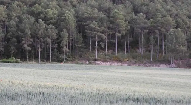 reto visual intenta encontrar el ciervo en menos de 10 segundos reto visual intenta encontrar el ciervo en menos de 10 segundos