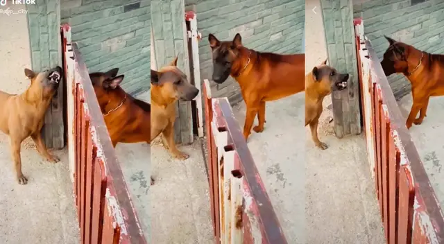 TikTok: furiosos perros tienen peculiar reacción al verse enfrentados cara a cara