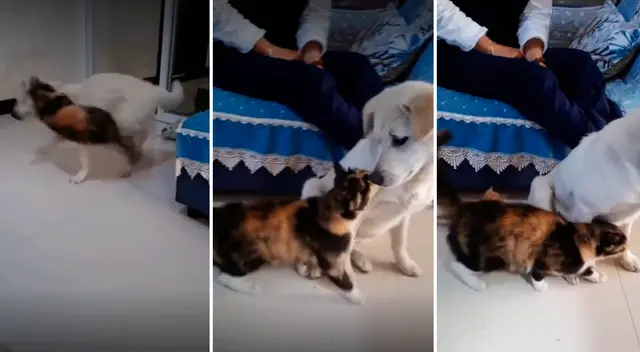 Usuarios de TikTok se conmueven por el accionar de la gata. Usuarios de TikTok se conmueven por el accionar de la gata.