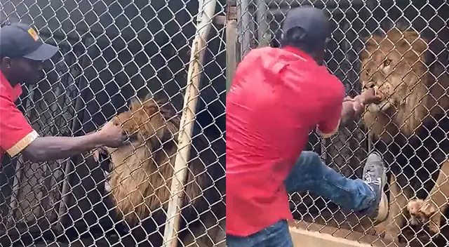 Jamaica: Trabajador de zoológico provocó a León y este le arrancó un dedo Jamaica: Trabajador de zoológico provocó a León y este le arrancó un dedo
