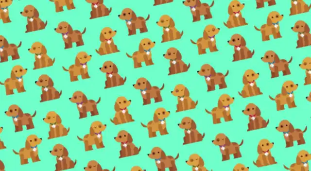 ¿Qué perritos no tienen collar? Encuéntralo en solo 6 segundos