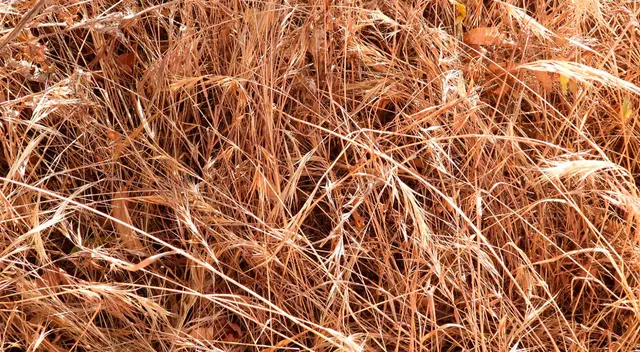 Reto visual: ¿Dónde está la mariposa en la foto? Solo el 10% de las personas la hallaron Reto visual: ¿Dónde está la mariposa en la foto? Solo el 10% de las personas la hallaron