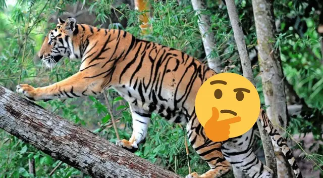 ¿Dónde está el tigre oculto? El 99% de personas fallaron en esta ilusión óptica PRO ¿Dónde está el tigre oculto? El 99% de personas fallaron en esta ilusión óptica PRO