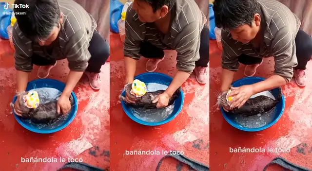 ¡Qué buen baño! Dueña lava a su gatita en una tina.