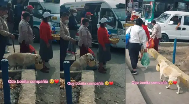 Perrito ayuda a su dueña a llevar sus canastas para vender sus productos - VIDEO Perrito ayuda a su dueña a llevar sus canastas para vender sus productos - VIDEO