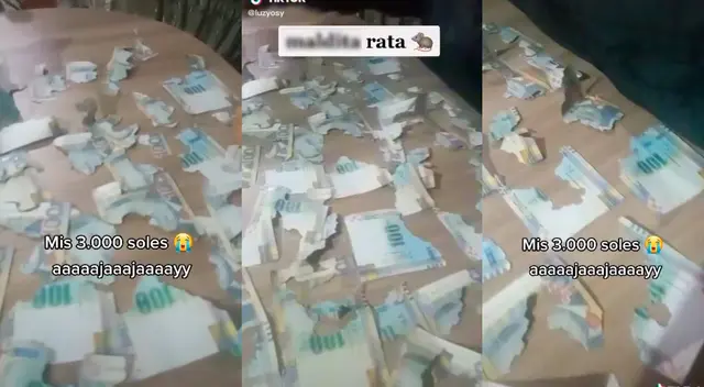 TikTok: peruana llora de impotencia al descubrir que rata destruyó los 3000 soles que guardaba en su casa