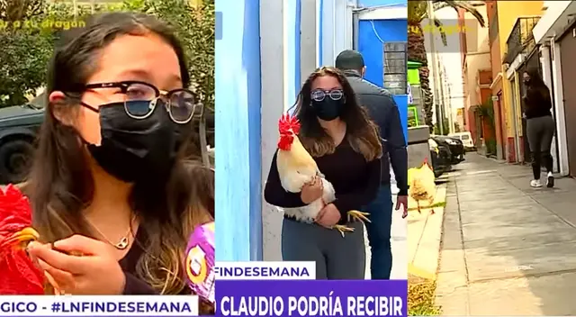 'Gallo Claudio': el ave que por cantar haría que multen a su dueña tras queja de vecinos 'Gallo Claudio': el ave que por cantar haría que multen a su dueña tras queja de vecinos