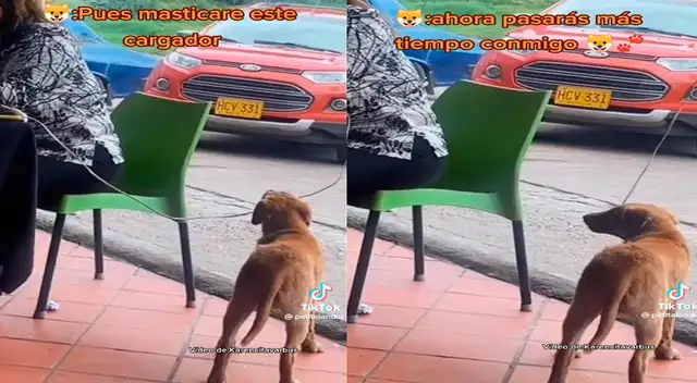 TikTok: perro travieso muerde cargador de celular y deja incomunicada a turista TikTok: perro travieso muerde cargador de celular y deja incomunicada a turista