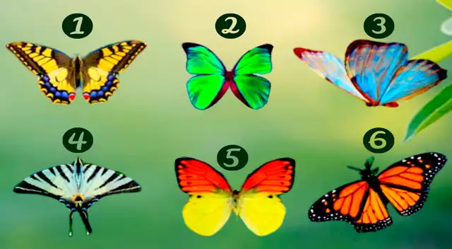 ¿Qué mariposa te gusta más? Tu respuesta revelará más de ti.