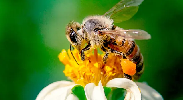 La apicultura es la actividad económica que aprovecha los productos de las abejas. La apicultura es la actividad económica que aprovecha los productos de las abejas.