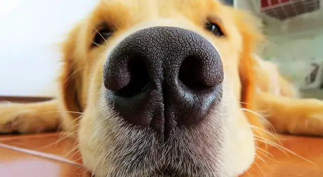 Los perritos pueden llegar a comunicarse mediante este acto. ¿Cómo así? Te lo contamos en la nota.