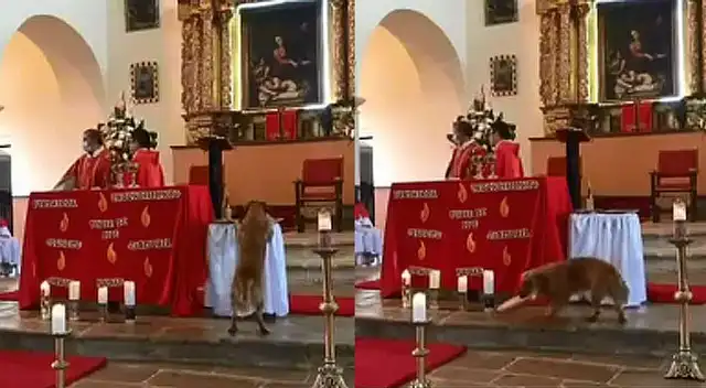 Ya no irá al cielo Perrito se roba el