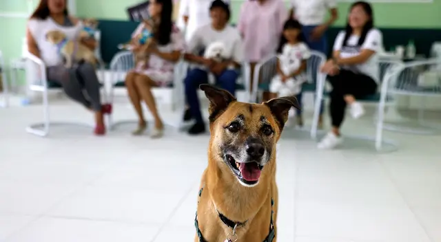 Descubre si los perros saben diferenciar entre los ladridos y la voz de sus dueños. Descubre si los perros saben diferenciar entre los ladridos y la voz de sus dueños.