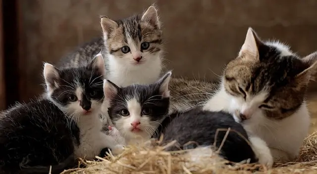 En la siguiente nota te contamos curiosidades de estos animales En la siguiente nota te contamos curiosidades de estos animales
