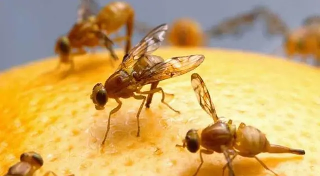 ¿Cuál es la función de las moscas en el mundo? ¿Cuál es la función de las moscas en el mundo?