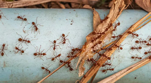  Las hormigas son consideradas uno de los animales más inteligentes del mundo.