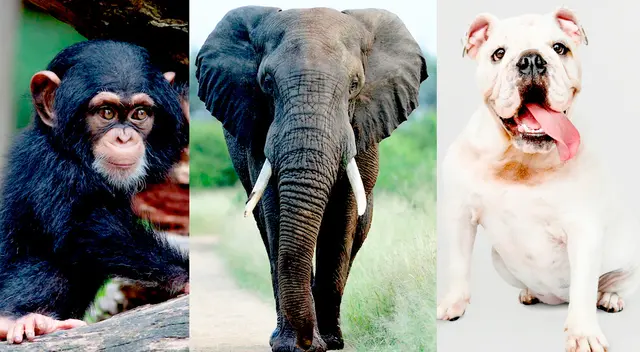 Conoce que animales son los más inteligentes del mundo. Conoce que animales son los más inteligentes del mundo.