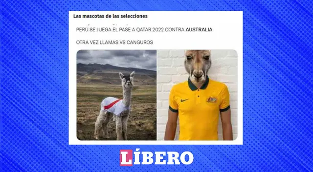 Las llamas versus los canguros. ¿Quién ganará? Las llamas versus los canguros. ¿Quién ganará?