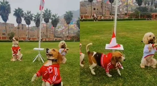 ¡Todos en el repechaje! Perritos hacen honores a la bandera del Perú para alentar a la selección ¡Todos en el repechaje! Perritos hacen honores a la bandera del Perú para alentar a la selección