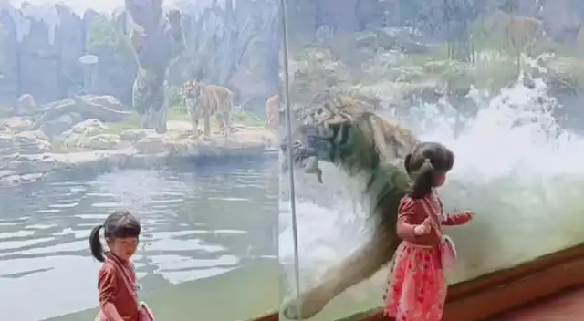 El video tiene miles de reproducciones en Tik Tok.