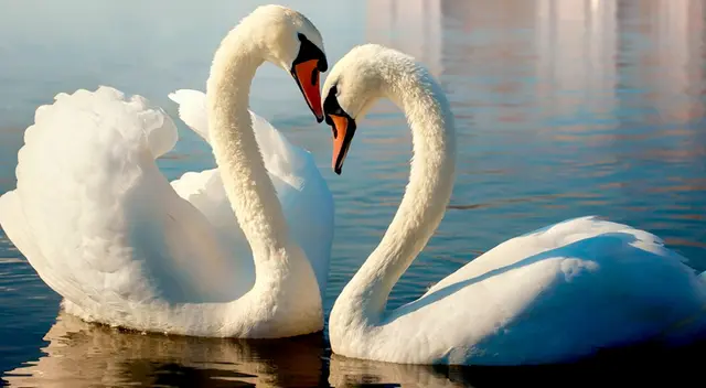 Los cisnes son considerados los animales más fieles.