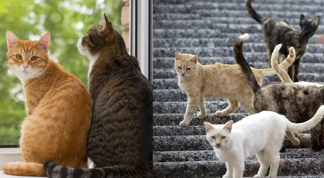 ¿Cuántas horas puede dormir un gato? Te sorprenderá la cantidad ¿Cuántas horas puede dormir un gato? Te sorprenderá la cantidad
