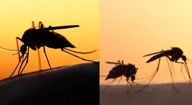 Esta es la razón por la que eres el blanco fácil de los mosquitos, según la ciencia Esta es la razón por la que eres el blanco fácil de los mosquitos, según la ciencia
