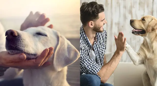 ¿Cómo saber si eres la persona favorita de tu perro? Video viral en TikTok lo explica ¿Cómo saber si eres la persona favorita de tu perro? Video viral en TikTok lo explica