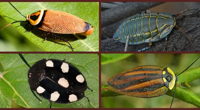 ¿Cuáles son las cucarachas más bonitas del mundo? según la ciencia ¿Cuáles son las cucarachas más bonitas del mundo? según la ciencia