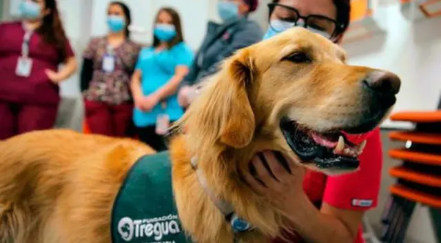 ¿Cómo saber si tu perro está feliz? Guía para entender las emociones de tu mascota ¿Cómo saber si tu perro está feliz? Guía para entender las emociones de tu mascota