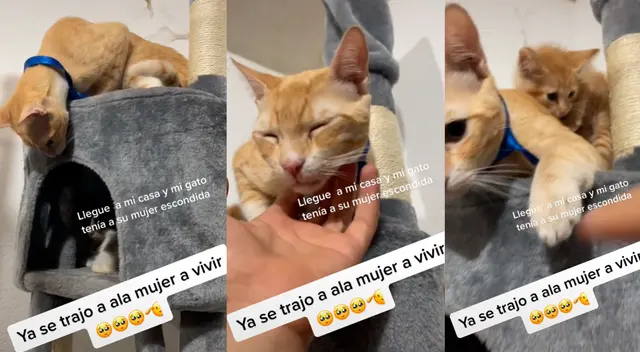 Gato trae a una gata y sus crías a vivir a casa de su dueño. Gato trae a una gata y sus crías a vivir a casa de su dueño.
