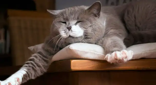 ¿Cuántas horas duermen los gatos a lo largo de su vida?, según la ciencia ¿Cuántas horas duermen los gatos a lo largo de su vida?, según la ciencia