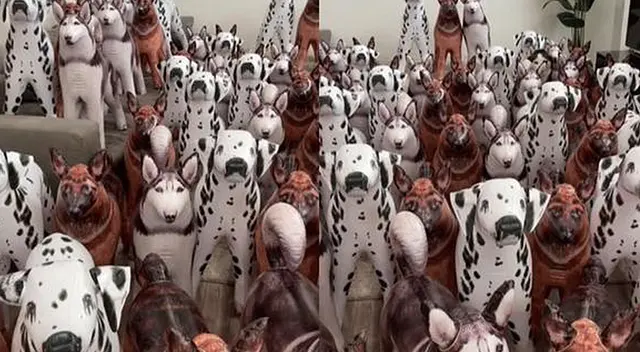 Acertijo visual: El 99% no pudo resolverlo a tiempo, encuentra el perro real en 10 segundos Acertijo visual: El 99% no pudo resolverlo a tiempo, encuentra el perro real en 10 segundos