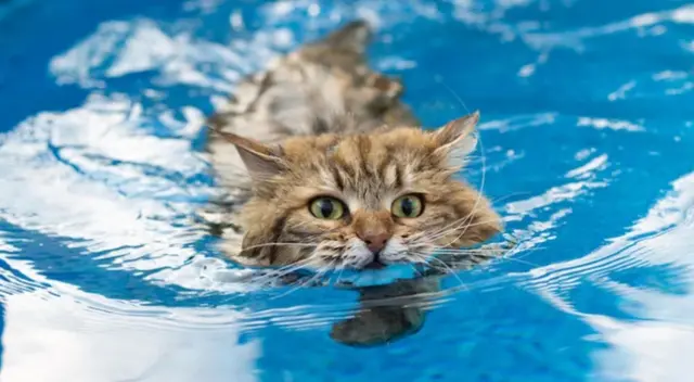 Mito o verdad: ¿Los gatos le temen al agua? Mito o verdad: ¿Los gatos le temen al agua?