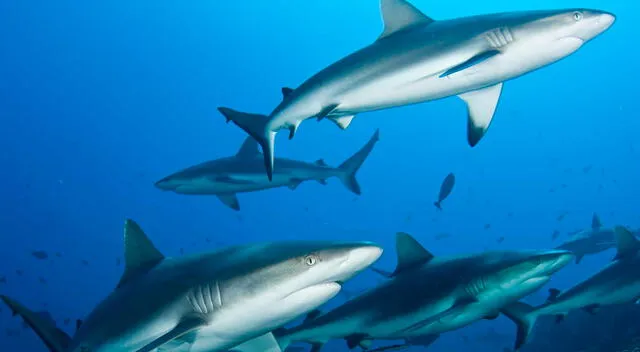 Tiburones Tiburones