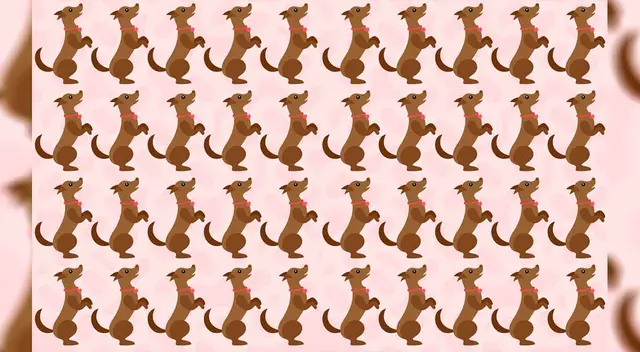 ¿Puedes encontrar a los perritos diferentes? ¿Puedes encontrar a los perritos diferentes?