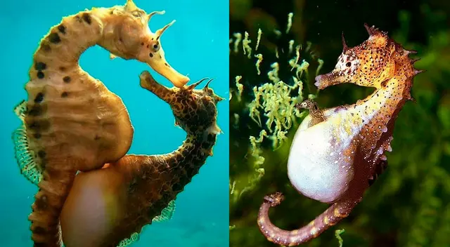 Sabías que los caballitos de mar machos son los encargados de dar a luz.