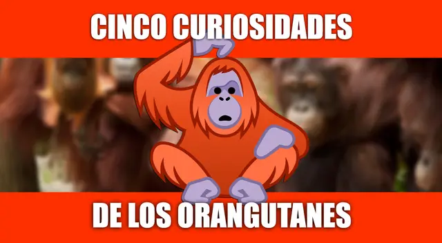 ¿Pueden comer con los pies? 5 datos curiosos de los Orangutanes ¿Pueden comer con los pies? 5 datos curiosos de los Orangutanes