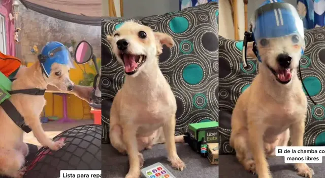 TikTok Viral: Perrita repartidora de Uber Eats causa ternura en redes sociales TikTok Viral: Perrita repartidora de Uber Eats causa ternura en redes sociales